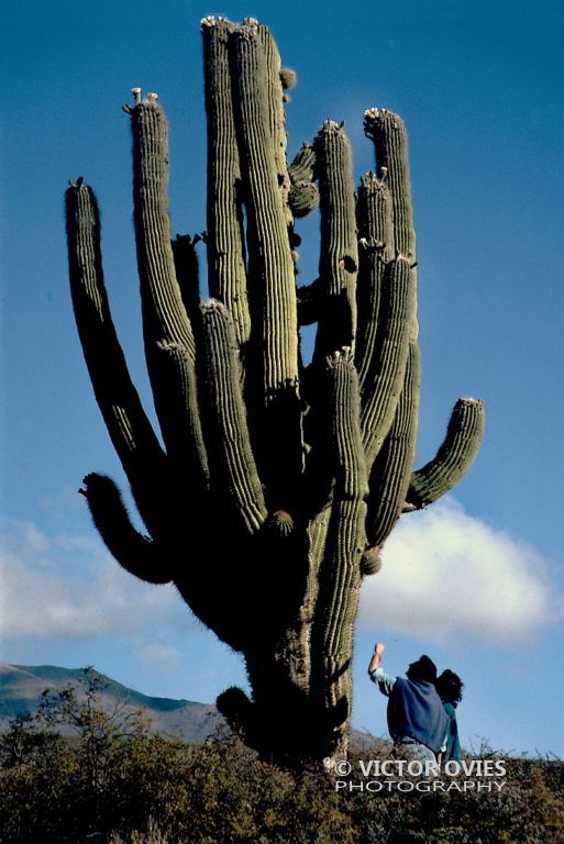 El norte grande 